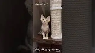 Девон рекс красотка. #devonrexkitten #devonrexcat #девонрекс #blueeyes #devonrex #baby