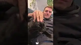 Clingy cat are so cute #cat #catshorts #funny #pets