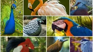 Birds Names & Voices for Kids | Beautiful Birds,  Sparrow,Pigon, Owl, Eagle, Parrot | Tummi Kids Tv