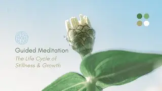 The Life Cycle of Stillness & Growth | 15 Min. | Dr. Selene Kumin Vega