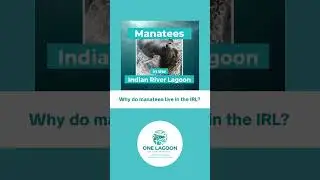 Why Do Manatees Live In The Indian River Lagoon?