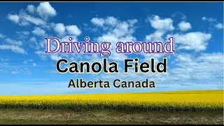 Scenic Drive through The Bright Yellow Canola Fields Alberta Canada
