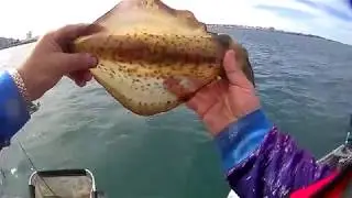 Calamari Fishing Harimitsu Jigs, Fremantle Australia