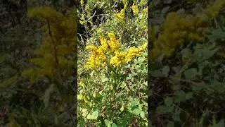 Honey Bee on Goldenrod #Shorts