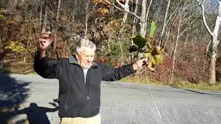 Nature Lesson - The Sycamore Tree