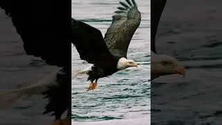 Pyguarge am&eacute;ricain &agrave; t&ecirc;te blanche en chasse. #eagle #aigle #nature #animaux