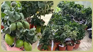 Цитрусовые 🍋 Новая поставка. Питомник Оскар Тинтори / Oscar Tintori