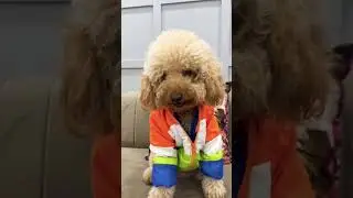 5 kilo rashan 😂🤣 #funny #animal #angel #golden #comedy #dogs #pets #goldenthetoypoodle #dog #shots