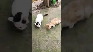 Cute foodie cats #petcats #viralcatsshorts