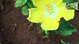 Yellow small hibiscus flower #Money Plant