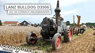 Lanz Bulldog D3506 + IHC McCormick side-delivery reaper • Reaping whea