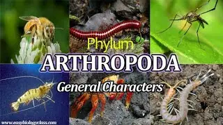 Phylum - Arthropod's segmented body divided into different parts ...