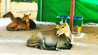 Nilgai Wild Cow Natural Life of Nilgai Cow Animals