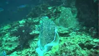 Cuttlefsh - Sepia pharaonis