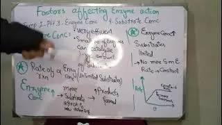 Effect of Enzyme and Substrate Concentration on Enzyme Action| Ch 5| Class 11 New Biology