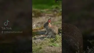 Baby Rabbit Grooming Itself.