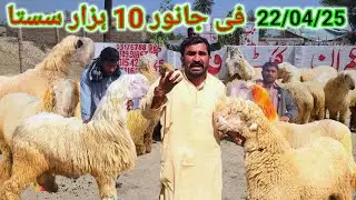 Mangal Bazaar Bakra Eid Kay Mundre Bakray 22 Apr 2025 Malik Imran Goat Farm