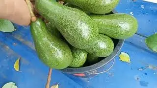 Panahon ng Avocado ngayon mga Boss! | Kaya Avocado naman ng i-harvest natin mga Boss!!