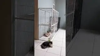 Kandang kucing tingkat jumbo murah #kandangkucing #kandangkucingmurah #kucing #kucinglucu