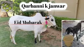 Bohat khubsurat qurbani k janwar daykay | Eid Mubarak ap sb ko | MS Art