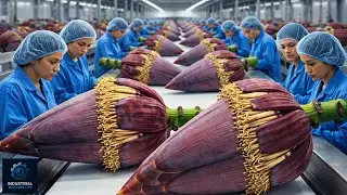 100,000 LB Per Day – The INSANE Speed of a Modern Banana Blossom Mega-Factory (Full Process)