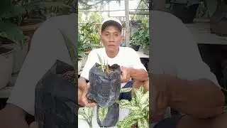 Cara membuat tanaman aglonema rumpunan