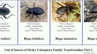 List of Insects of Order Coleoptera Family Tenebrionidae Part 1 blaps corticeus alphitobius akis