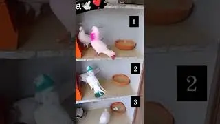 😍Who Pigeons is best🤘 Pink1 VS Blue2 VS Black3 #pigeon ✔#video #viral #shorts