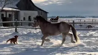 Joakim