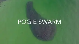 Pogie swarm Small Point, Phippsburg, Maine