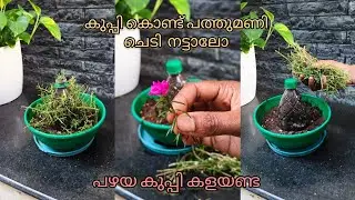 പഴയ കുപ്പി കൊണ്ട് ഇങ്ങനെയും ചെയ്യാം. #pathumani #plants #garden #gardening #viralvideo 