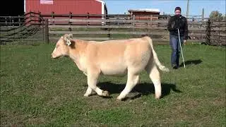 Tag 840 - Red Pony Steer