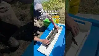 Поскольку змееголовы вторгаются в водные пути Филадельфии, ученые спешат понять последствия