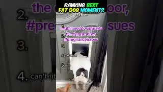 Ranking Best Fat Dog Moments! #shorts #viral #dog