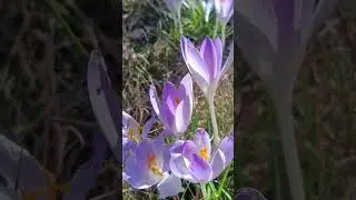 The First flowers of 🌼spring 🌺