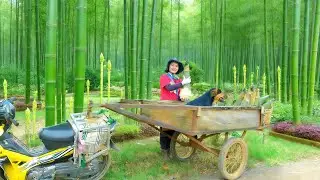 Harvest Bamboo Shoots To Sell At The Market – Weed The Garden – Animal Farming – Cooking