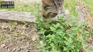 まるさんお気に入りの猫花壇に降臨した&rdquo;不屈の精神&rdquo;。-The 