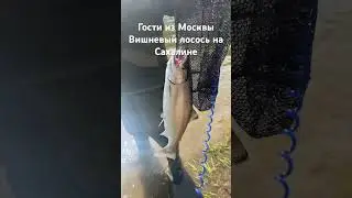 Вишневый лосось #сахалин #рыбалка #туризм #сима