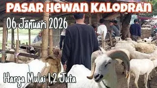 Update Harga Kambing & Domba  06/01/2026,Di Pasar Hewan Kalodran,Kota Serang Banten