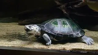 【No.744】オカバンゴハコヨコクビガメ(Pelusios bechuanicus)