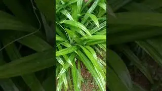 Ramba Chedi# Biriyani Leaves#