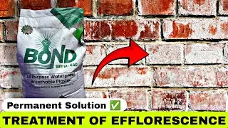 How to Stop Wall Dampness & Efflorescence Permanently | Waterproof Plaster Explained