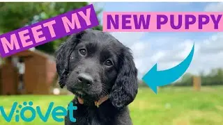 MEET MY NEW PUPPY! 🐾 | VioVet Puppy Haul | Footluce Eventing