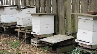 Beekeeping Basics: Equipment For Beginners