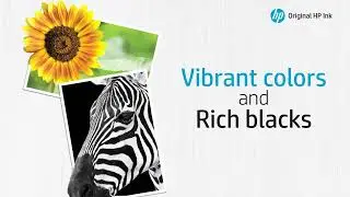 HP 67 Black/Tri-Color Ink Cartridges for DeskJet/Envy Printers | Instant Ink Eligible | 3YP29AN