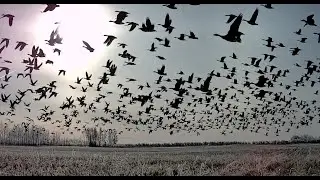 FAUX GOOSE HUNT IN SASKATCHEWAN - It's November. It's Cold. Big Canada's Are Swarming to the Feed