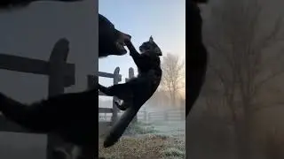 Feline Allies Cats Fight for Dogs! 🐱🐶🔥