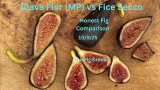 Blava Flor (MP) vs Fico Secco - HONEST FIG TASTE OFF 🎯