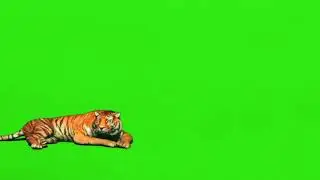#Tiger 🐯🐅 Green Screen video For editing || Animated Green Screen Tiger video with sound