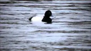 Scaup(pair) Eglwys 27Jan11.wmv